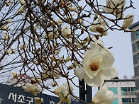 목련