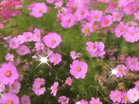 코스모스