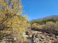 구례 산수유 마을