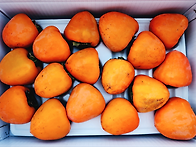 서리 맞은 대봉 ..