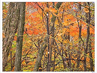 내장산 단풍산행...