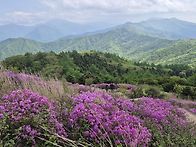 지리산 바래봉 철쭉 산행(..