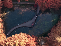 장태산 메타세콰이어 드론..