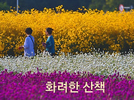 가을꽃 산책