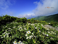 설악바람꽃.....