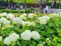 다은숲의 수국ㆍ