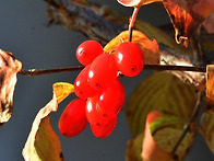 산수유