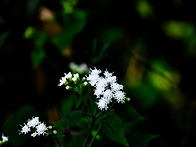 서양등골나물...