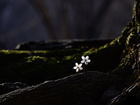 변산바람꽃