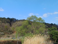 꽃이 피네 산과 들 사이로..