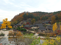 영천 임고서원 단심로 만추..