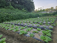 배추성장기