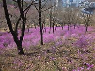 부천 원미산 진달..