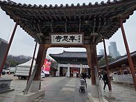 3월18일.수. 봉은사 봄꽃..