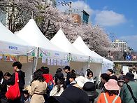 4월4일(토)불광천벚꽃축제