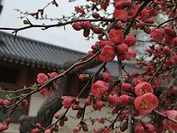 4월1일.수.궁궐봄꽃3 &세..