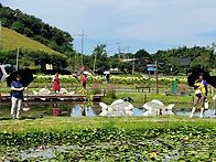 7월26일(토)관곡지연꽃테마..