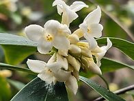 백서향 향기 가득한 봄 같..