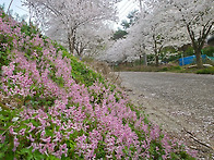 각시괴불주머니