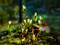 흰용담,용담,노란..