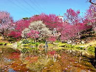 매화 향기 가득한..