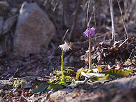 북한산에서 본 흰처녀치마