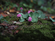 둥근꿩의비름 9.30