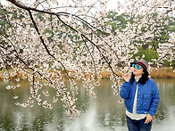봄비오는 경포호에서(벚님..