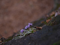 천마산의 야생화들