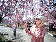 거창 병곡마을 수양벚꽃길..