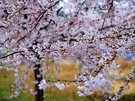 비 오는 경포호숫길