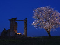 폐가와 살구나무