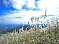 황매산 억새 축제