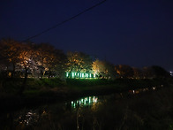 김포 계양천 벚꽃