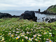 10월 제주출사 - 섬갯쑥부..