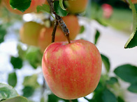 문경여행 봉천사 개미취 ..