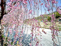 거창 병곡마을 수양벚꽃길..