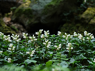 10제주출사- 섬사철란