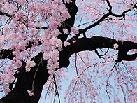 찐 봄이 오기를 바라며