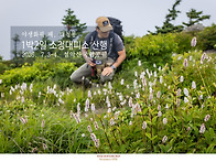 야생화필 때, 대청봉 - ..
