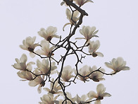 목련