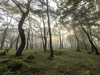 거창 동호마을 숲