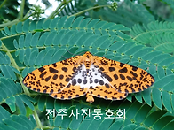 노랑날개무늬가지나방