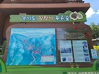 축령산 잦나무 숲