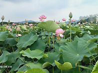 관곡지 연꽃