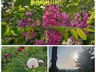붉은 아카시아 꽃