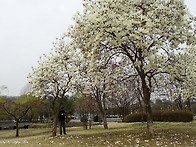 월드컵 공원 봄