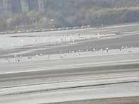 20261011. 영종 (예단포~~ 준설토 투기장)..