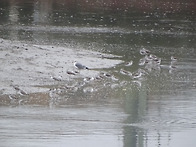 2025.11.08(토) 저어새 동시조사 및 정기..