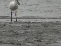 저어새 동시조사251108토-공촌천 유수지
